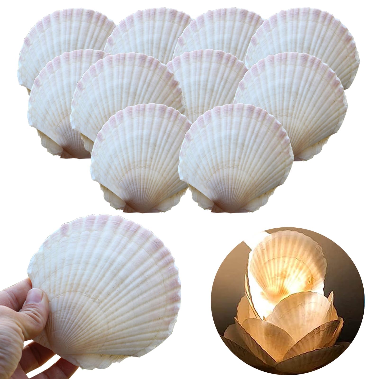 10 STK Große Jakobsmuscheln zum Überbacken & Basteln 9-13cm Natürliche | Weiße Muschelschalen Hitzebeständig
