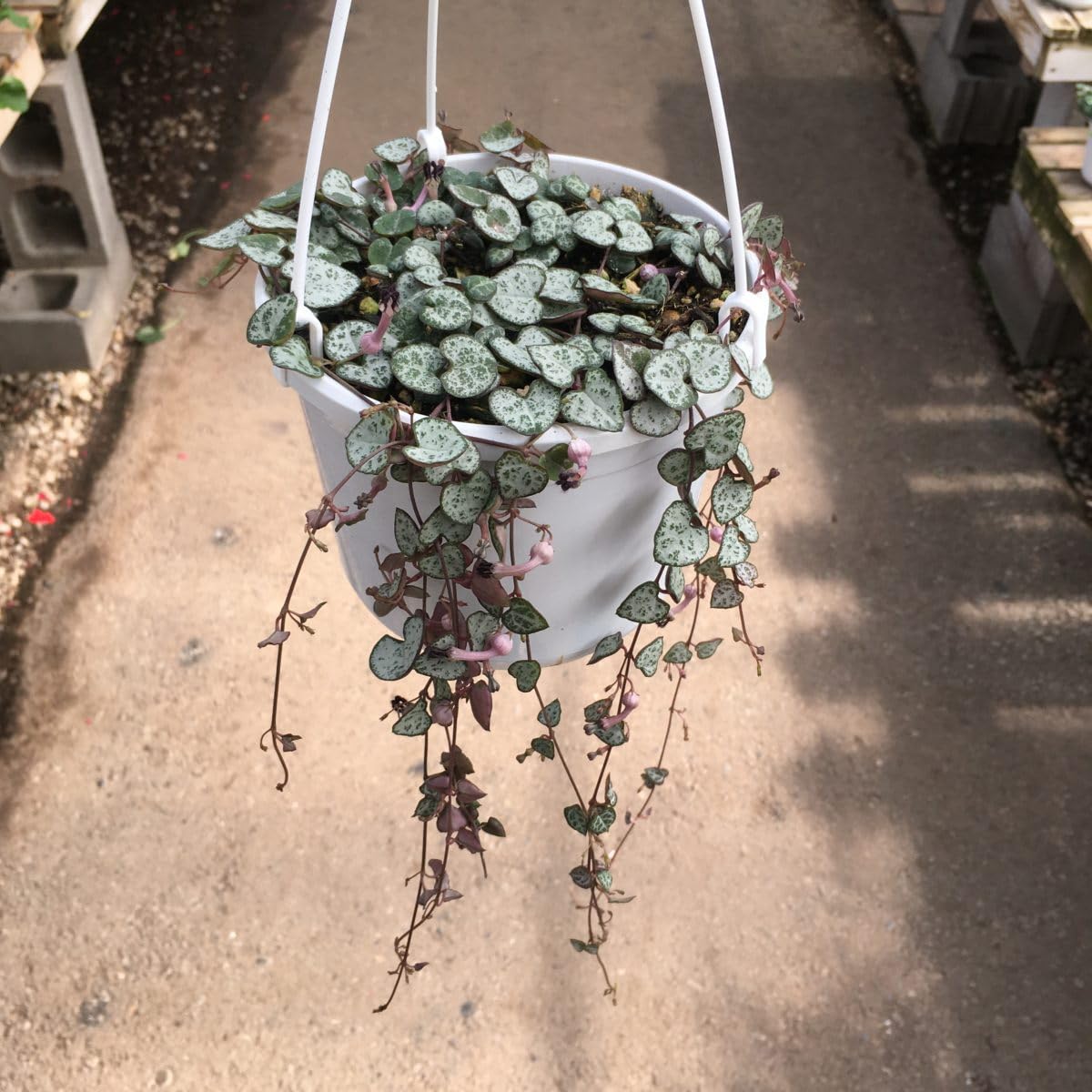 OxyGrin String of Heart Live Plant for Indoor Decore Ceropegia woodii Chain of Hearts Collar of Hearts String of Hearts Rosary Vine Hearts on a-String Sweetheart Vine Live Plant (B0DF3STRRY) Amazon Price History, Amazon Price Tracker