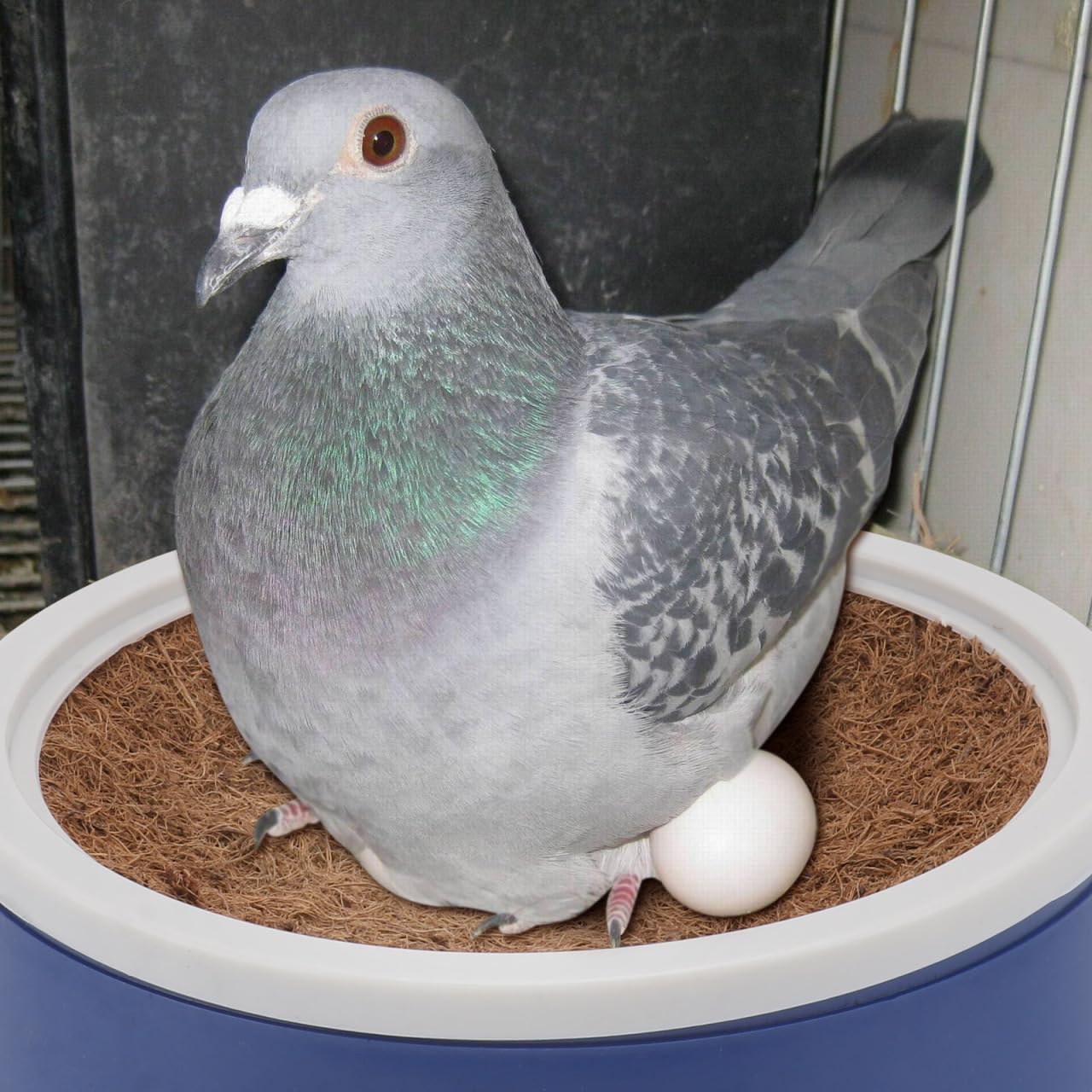 Yardwe 6Pcs Pigeon Nest Bowls with Coconut Fiber Mats Plastic Bird Nest for Pigeons Small Birds 9 44 Inch Diameter Ideal for Breeding and Roosting