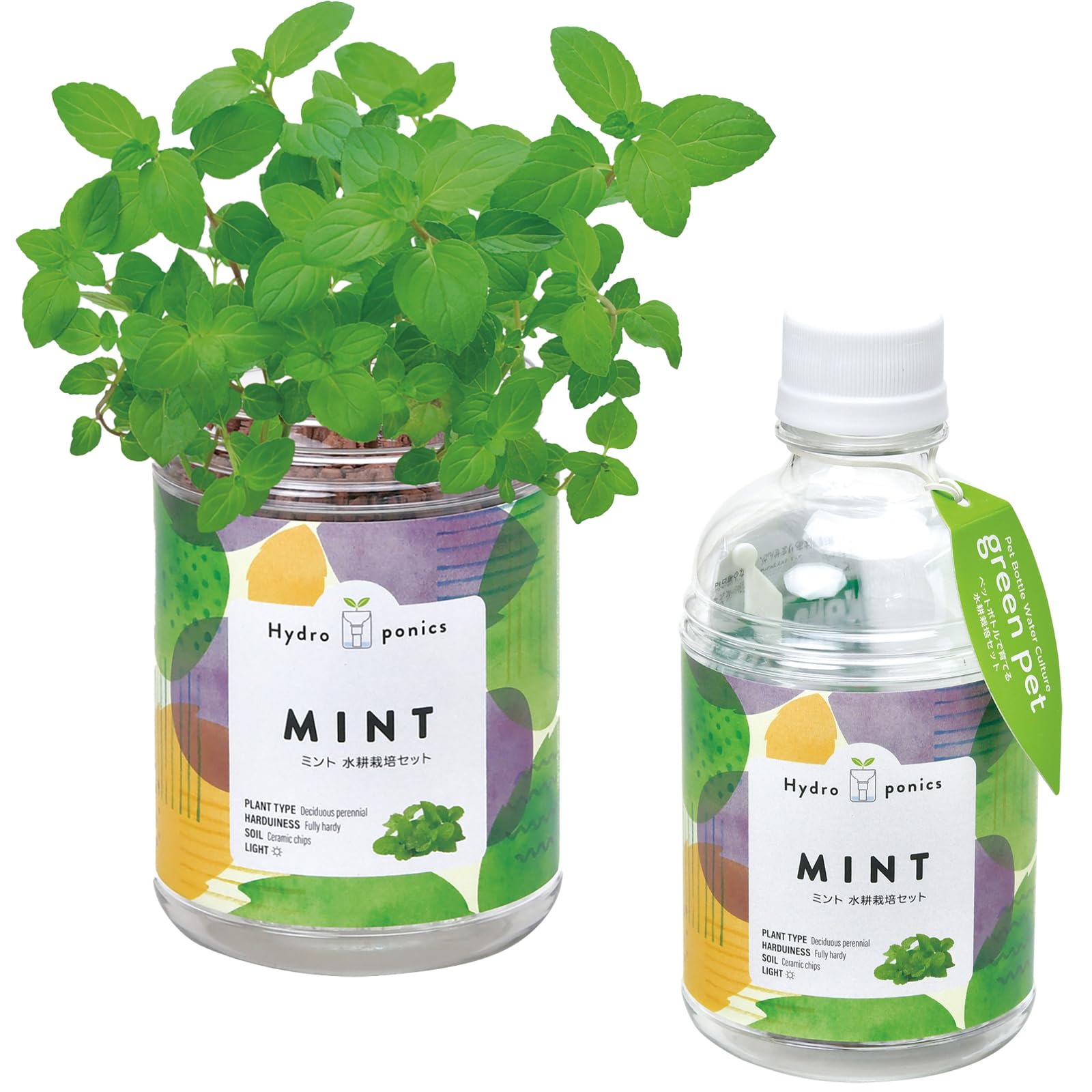 Amazon｜聖新陶芸 通年 家庭菜園 簡単 栽培キット ミント 香草 ハーブ