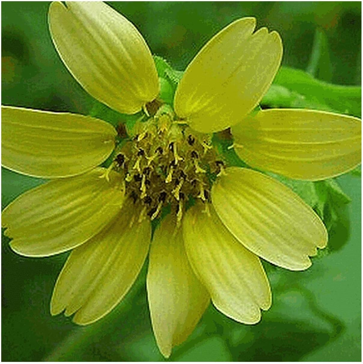 Everwilde Farms - 1/4 Lb Bear's Foot Native Wildflower Seeds - Gold Vault