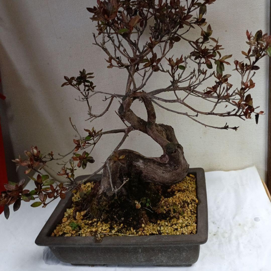 太い幹皐月盆栽 太い幹の緑色盆栽 30cm皐月日光です。 盆栽 特選：皐月(