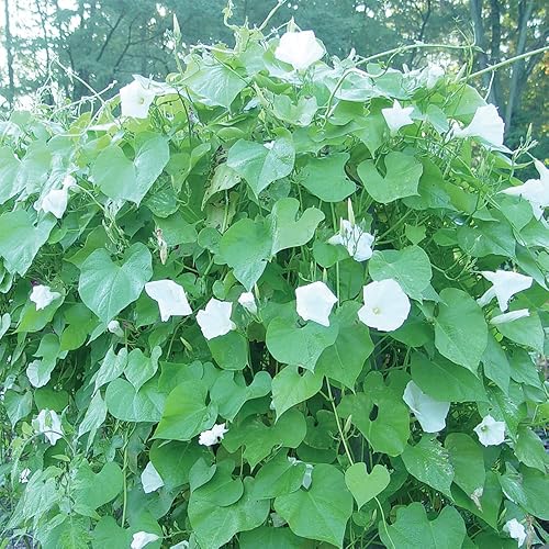 Miniatura 7 de 30 semillas gigantes de vid de luna blanca, gloria matutina blanca tropical "Moonflower" – Semillas de flores exóticas tropicales raras – Pantalla