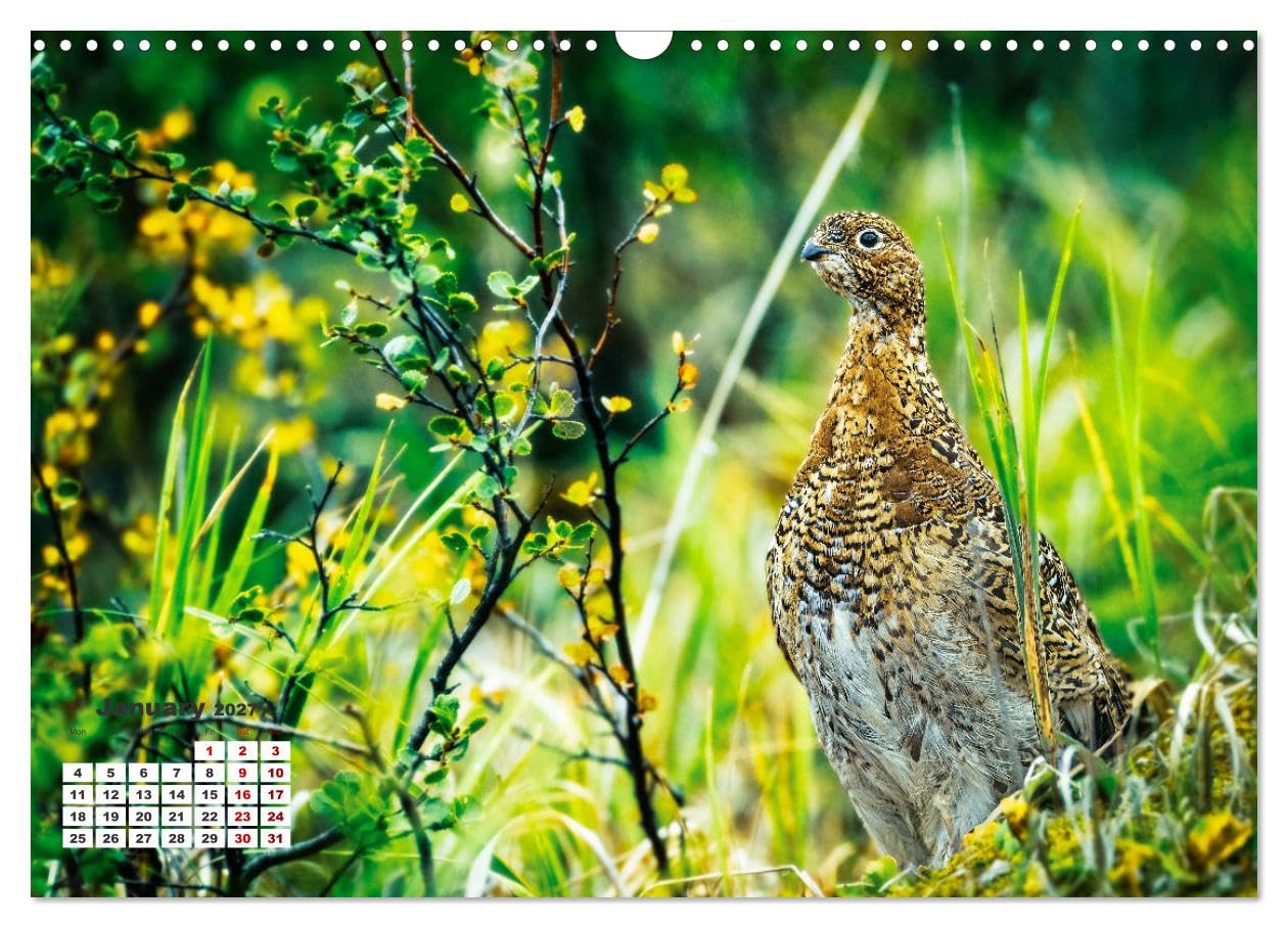 The French Alps, on the trail of the marmot (Wall Calendar 2027 DIN A3 landscape), CALVENDO 12 Month Wall Calendar: The marmot's waking environment