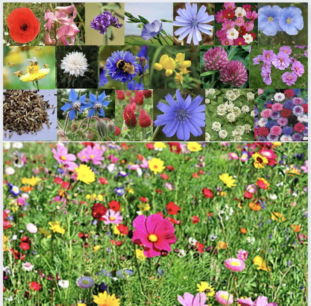 Bee Friendly Wildflower Seeds 21 Mix Bee Happy Colourful Bee Meadow Plant Seeds Flowers for Garden Seeds for Gardening Flowers (100 Square Meter) — image 1