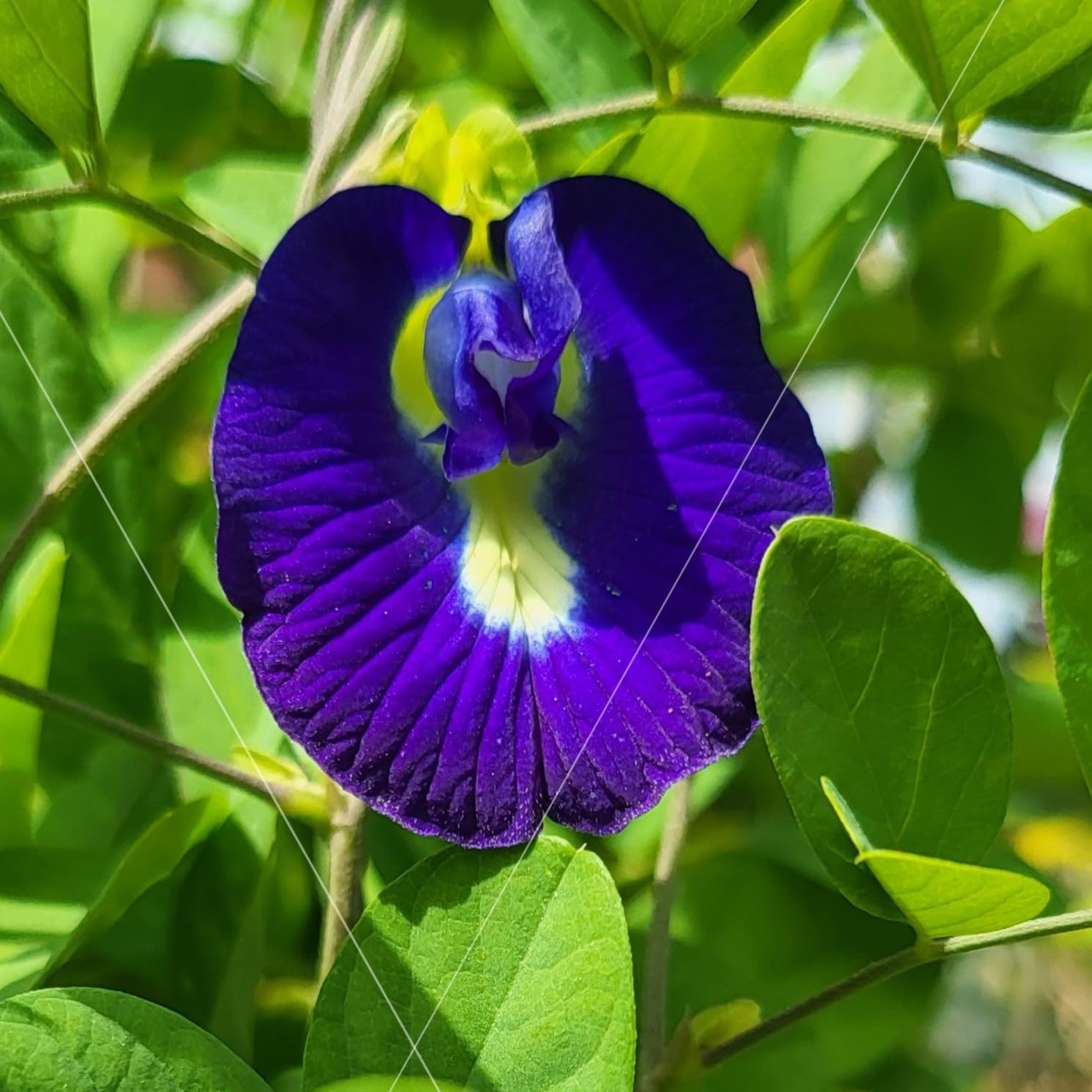 VRIKSHANI Aparajita Plant (Butterfly Pea – Clitoria Ternatea) Live Flower Vine for Balcony & Terrace (Blue)
