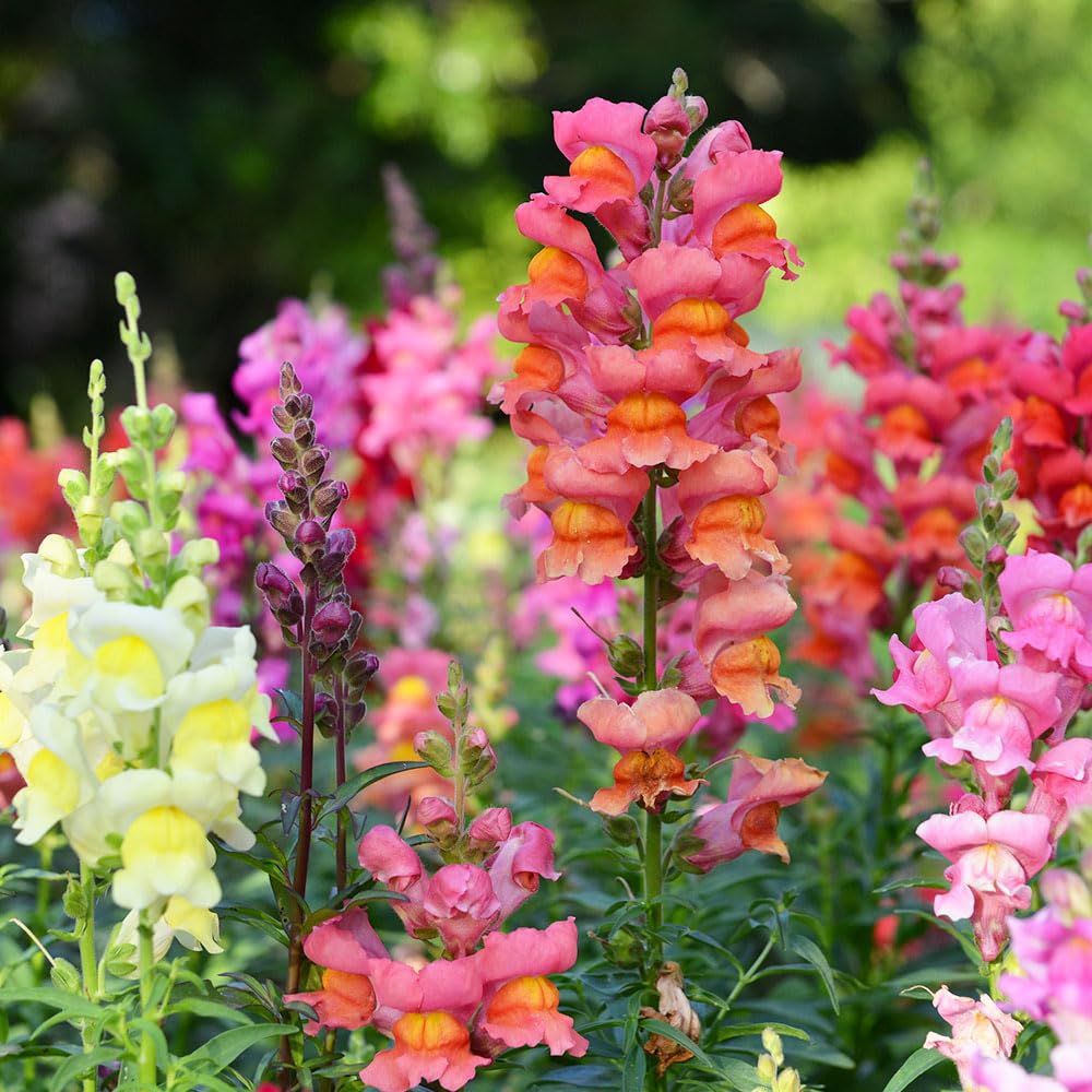 Antirrhinum Twilight Mix Seeds – Compact Plants with Contrasting, Dark Foliage – RHS Plants for Pollinators – Half Hardy Perennial - for Your Beautiful Garden