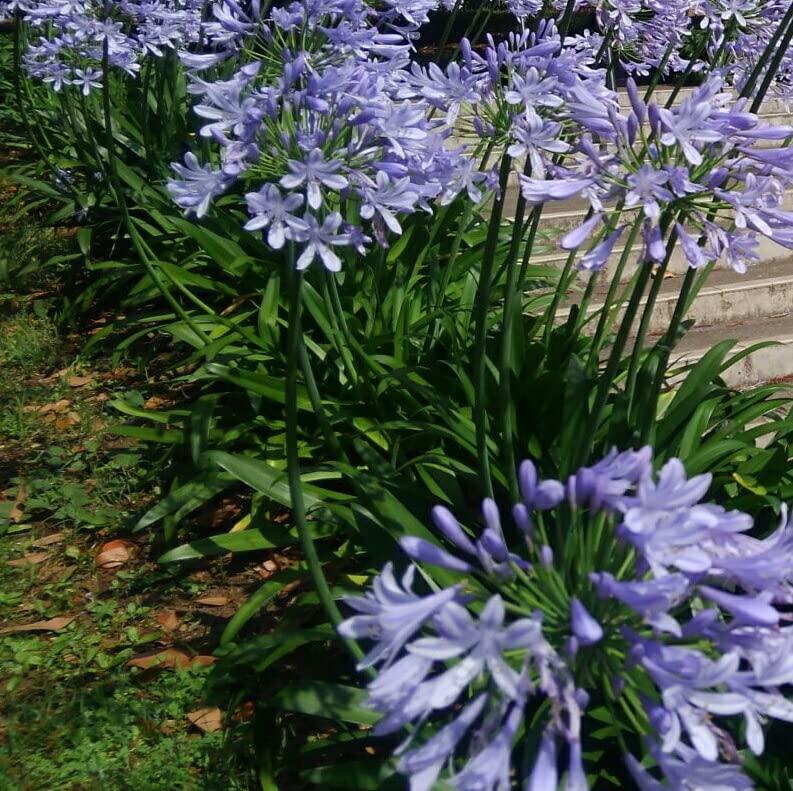 アガパンサス set苗 ネコポス 気温が月曜から少しあがるので下がったら アガパンサス set苗 ネコポス 気温が月曜から少しあがるので下がったら