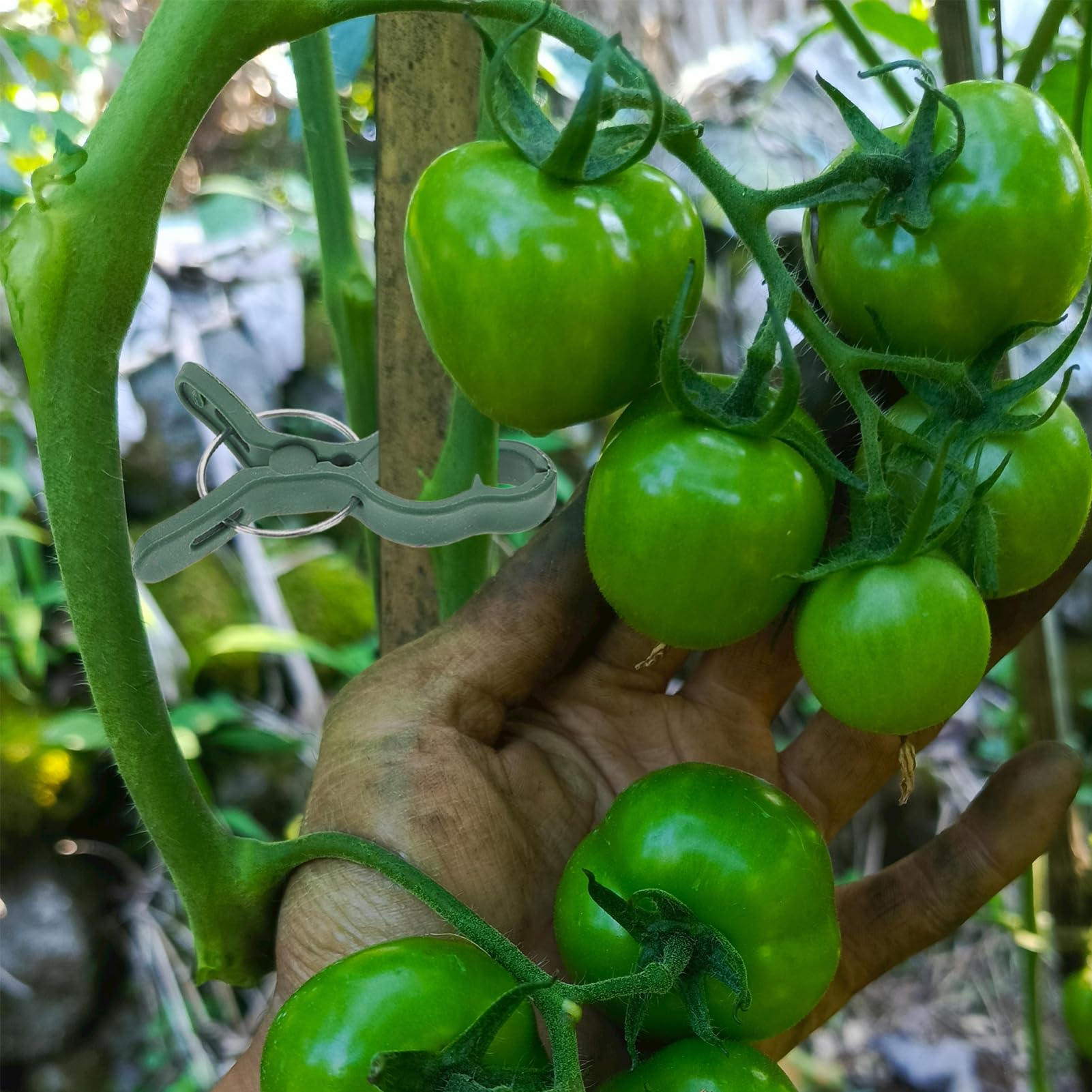 GANAZONO 50 Pezzi Clip da Giardino per Piante di Pomodoro e Orchidee Phalaenopsis, Clip in Plastica Verde Sicura per Supporto e Riduzione del Carico sui Rami
