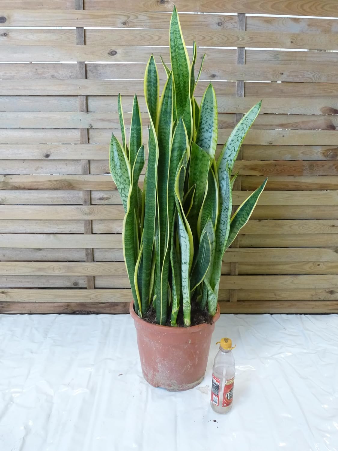 [Palmenlager] XL Sansevieria "laurentii" 100 cm - 24 cm Ø Topf - Bogenhanf - Schwiegermutterzunge/Zimmerpflanze