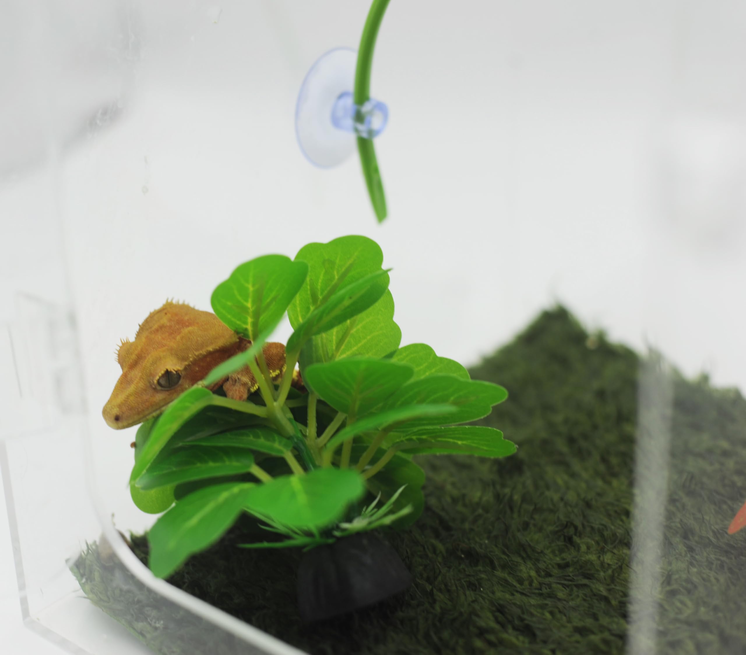 Plantas de reptiles, planta de serpiente, piel de geco, accesorios de tanque de geco de leopardo, hamaca de dragón barbudo, accesorios de tanque de geco, decoración de terrario, piel de
