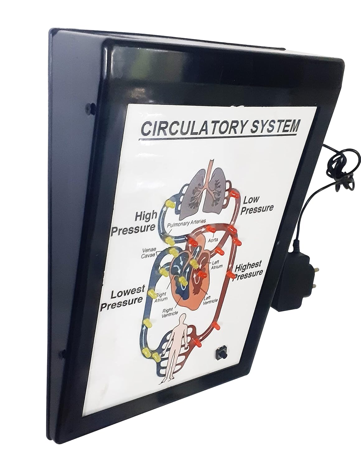 Buy MELODY's Circulatory System Low Cost Teaching Aid (LOCTAS) Biology