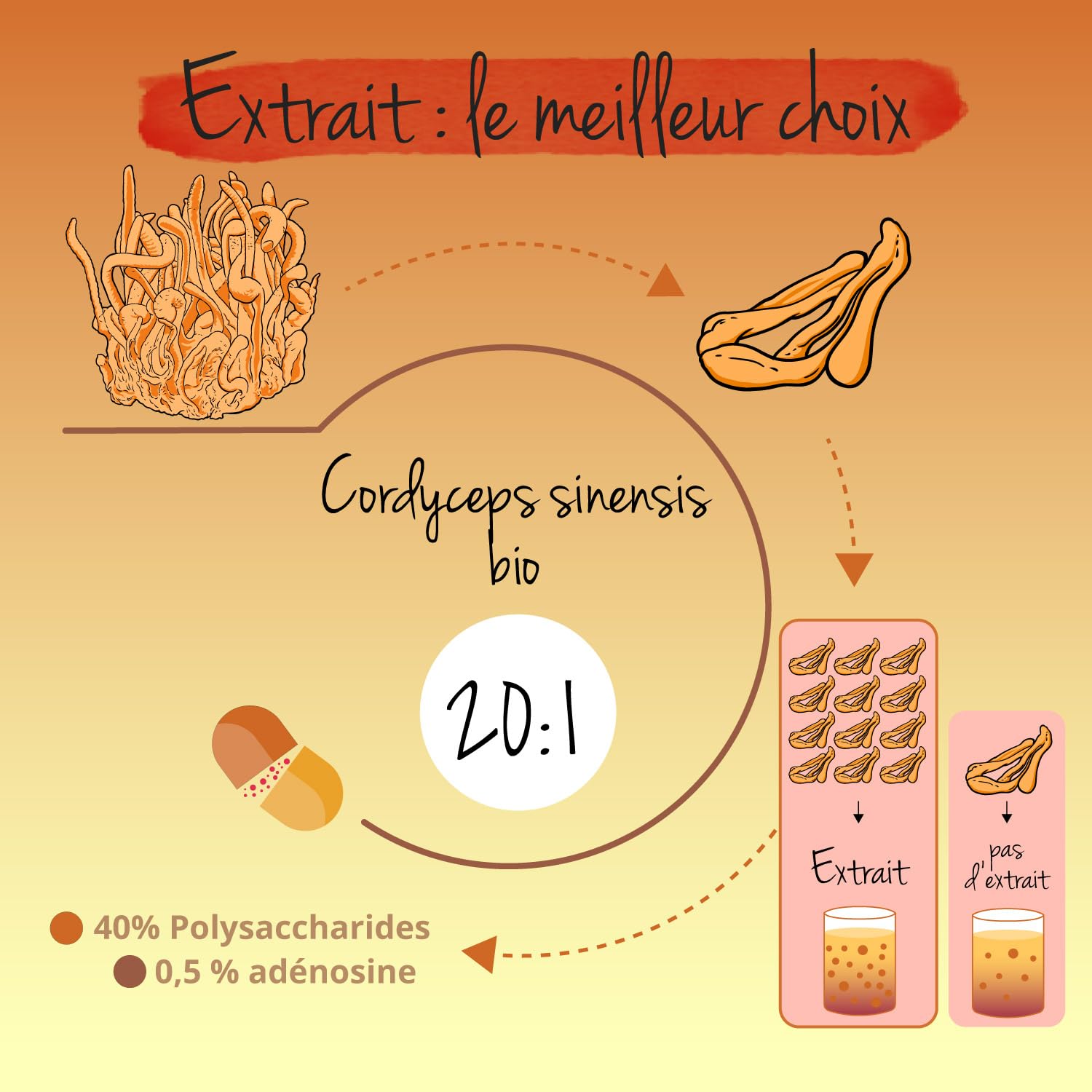 Cordyceps Sinensis BIO | Unique : Extrait Biologique (20:1) – 13000 mg de Poudre CS-4 | Adaptogène + Immunité | Sans Additifs & Vegan | Vegavero®