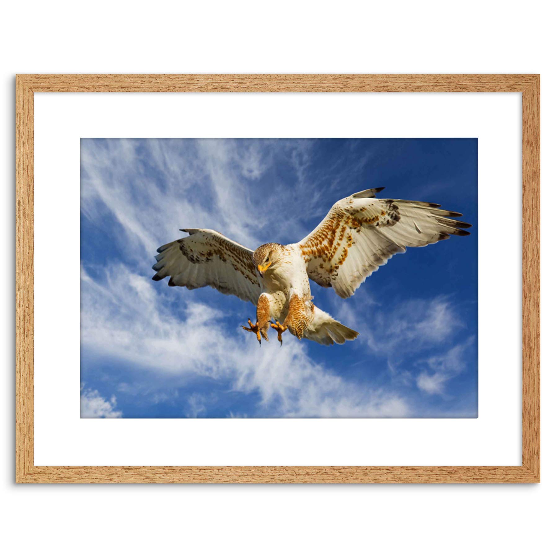 Wee Blue Coo PHOTO NATURE BIRD PREY EAGLE HUNTING ATTACK FRAMED PRINT F97X3252
