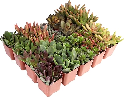 Miniatura 11 de Altman Plants, Plantas suculentas a granel plantas de interior vivas (20 unidades), suculentas vivas plantas de interior vivas para interiores