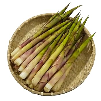 なしろ竹3kgとゼンマイ５kg 楽天市場】【国産 天然】根曲がり竹5kg 採りたてを産直
