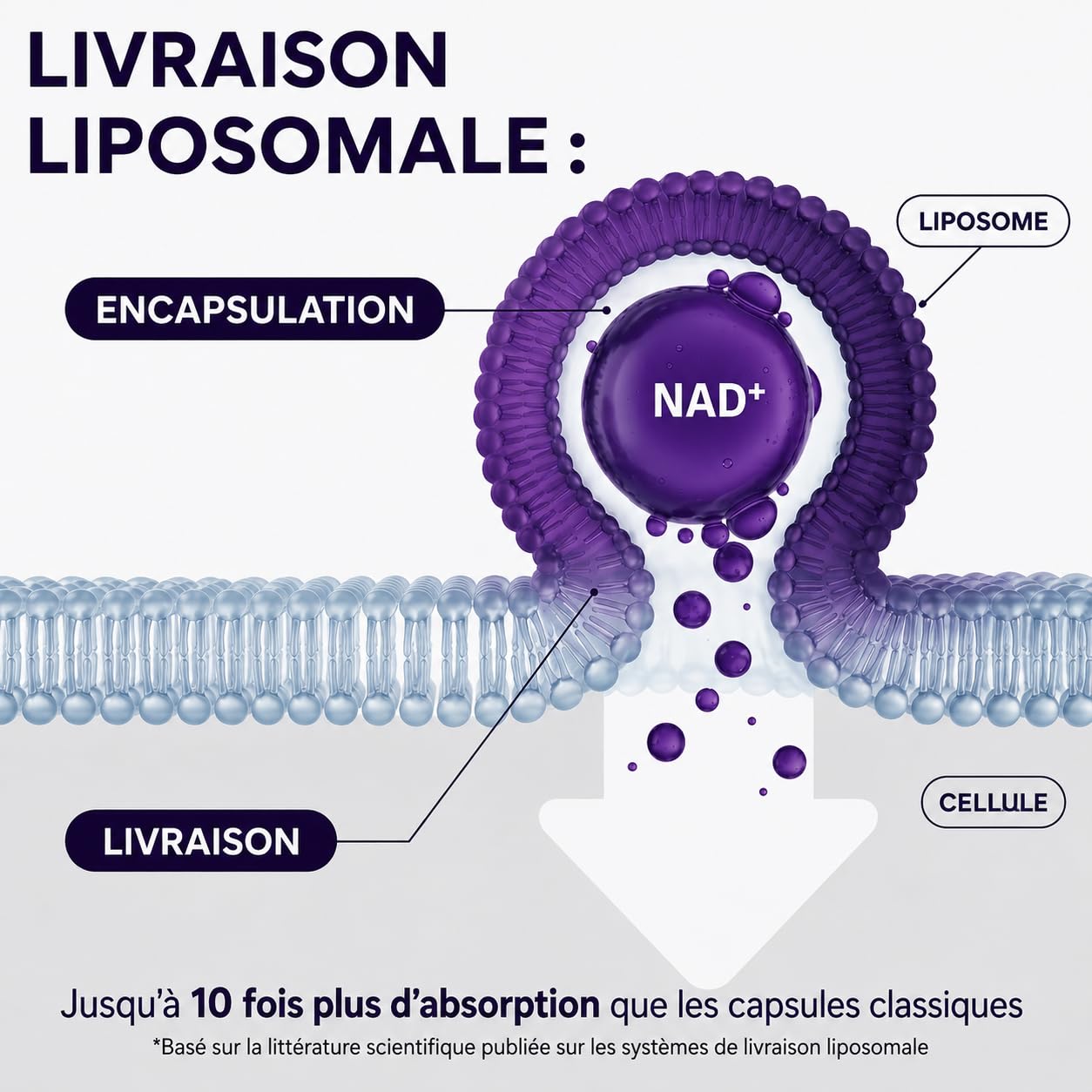 NAD+ Resvératrol Complex 996mg - 30 jours - Supplément avec Technologie Liposomale et Phospholipides - NR comme Alternative NMN - Soutien Métabolisme Energétique avec