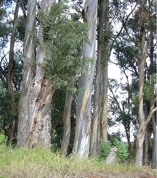 120 Blue Gum Eucalyptus Seeds, Eucalyptus Globulus Labill | Fast-Growing Tree Seeds