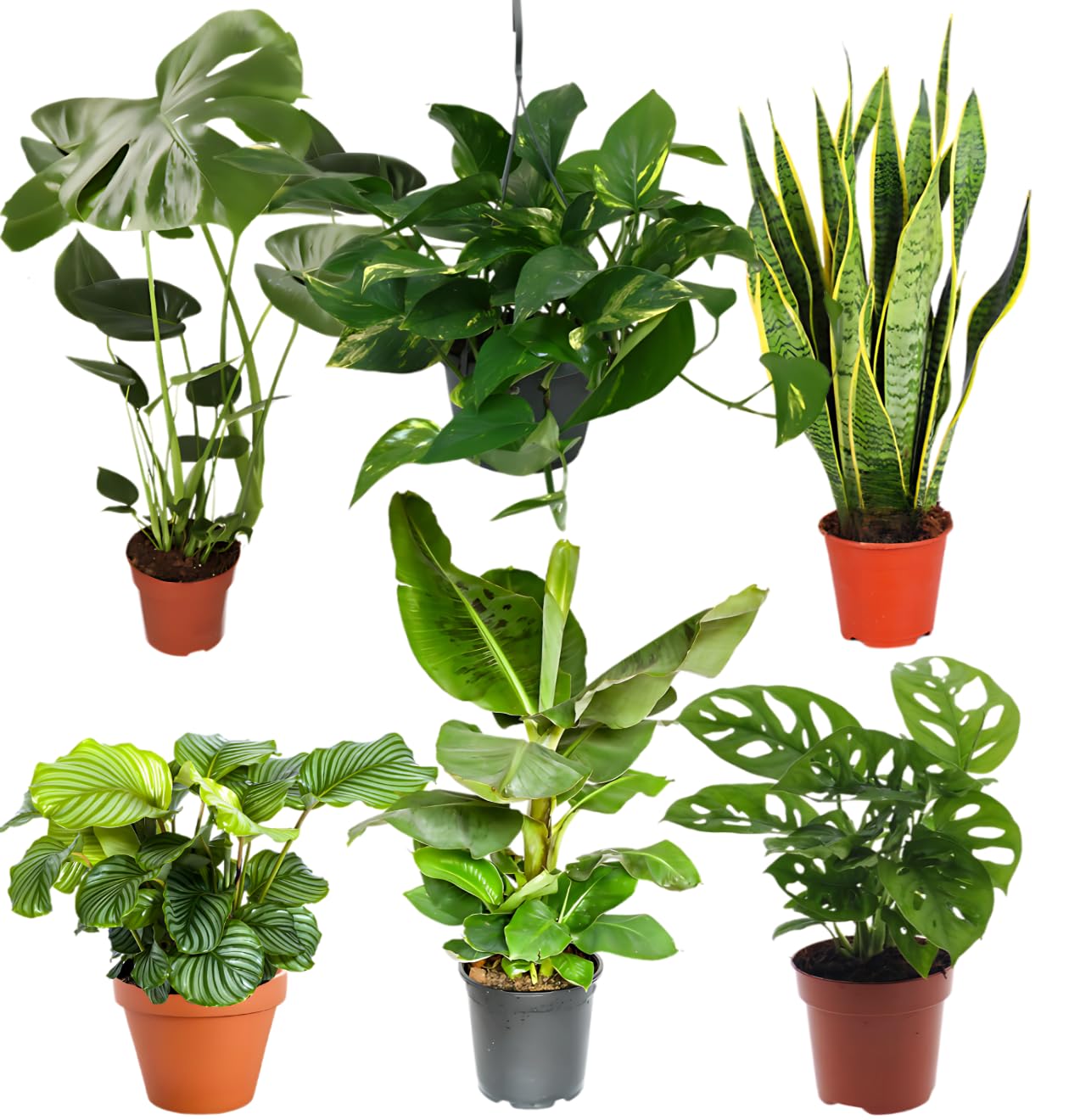 “Exotica” Pflanzenset | 6er-Set | Monstera, Musa, Calathea, Adansonii, Efeutute, Sansevieria | ca. 25-50 cm | Ø 12-15 cm Topf | Exotische Zimmerpflanzen für Wohnung und Büro