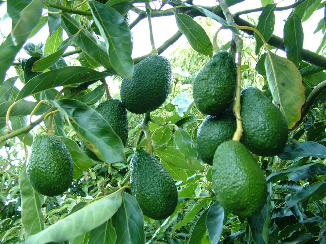 See full amazon price history chart for Mphmi Lives Plants Avocado, Butter Fruit - Plants Mphmi Lives Plants Avocado, Butter Fruit - Plants (B09SVQYW4W) Amazon Price History, Amazon Price Tracker