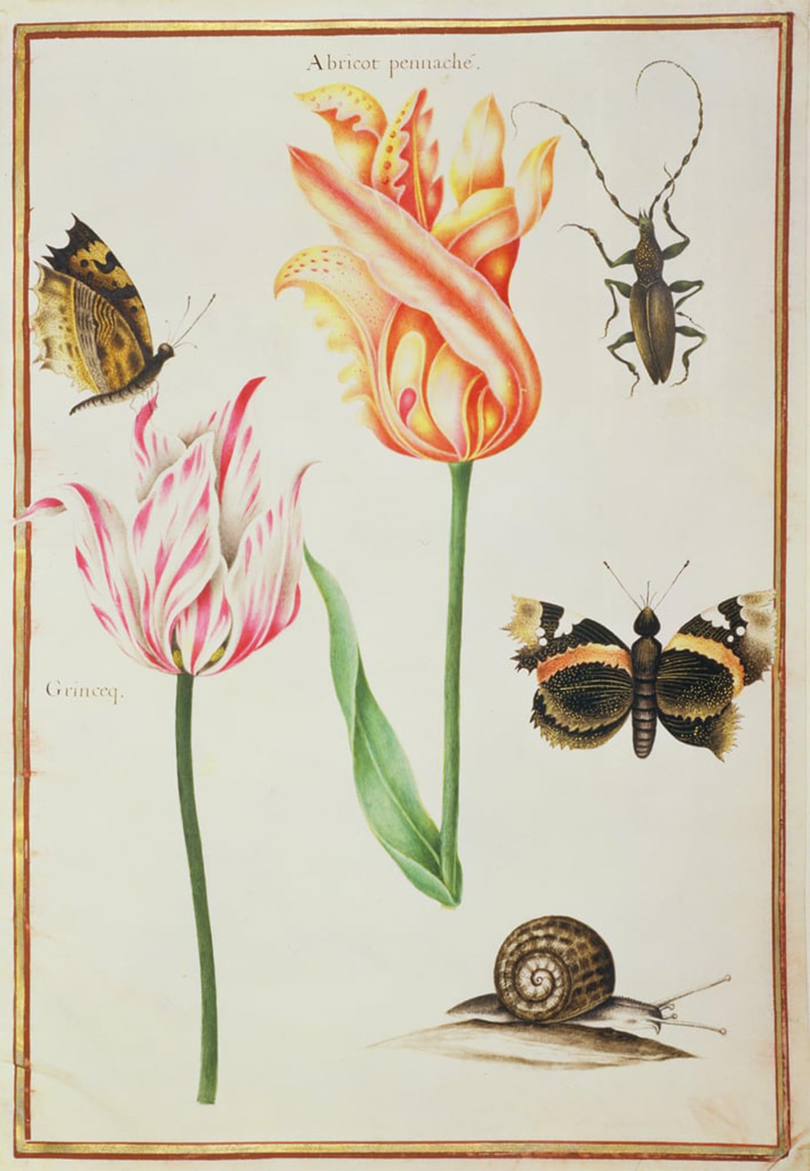 RZHRHJES Vintage Wall Art Picture on Canvas Wall Art Poster Two broken Tulips a Beetle a Snail and Two Butterflies by Nicolas Robert Canvas Poster for Office Decor 60x90cm