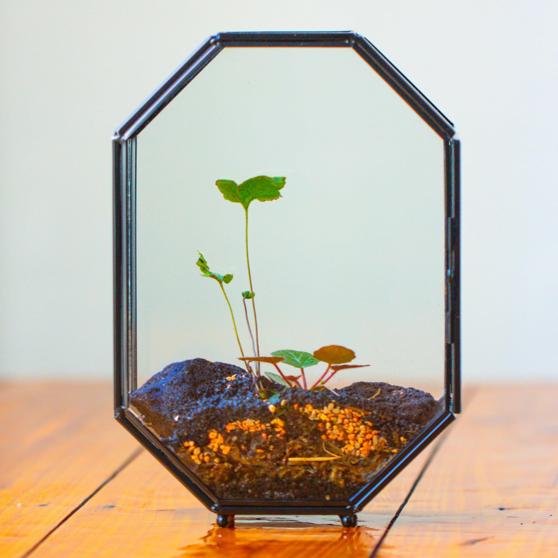 NCYP 15,8x8x22,1 cm Octogonale Terrarium en Verre avec Maille et Porte pour Araignées, Insectes, Petites Plantes (Plantes et Accessoires Non Inclus)