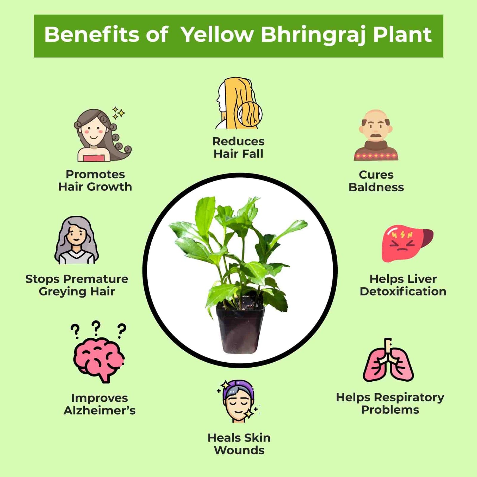Live Bhringraj Plant - Ayurvedic Herb for Garden -3 Live Bhringraj Plant - Ayurvedic Herb for Garden -3