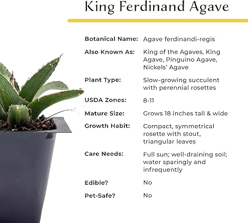 Miniatura 9 de 2 agave King Ferdinand en cubos de vivero de 2.5 pulgadas (Agave ferdinandi-Regis)  Suculenta de hoja perenne para xeriscaping, jardines de rocas y