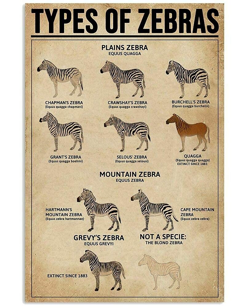 Types Of Zebras Metal Tin Signage Zebra Knowledge Anatomy Infographic Poster Farm Family Club School Education Wall Decoration Plaque 8x12 Inches