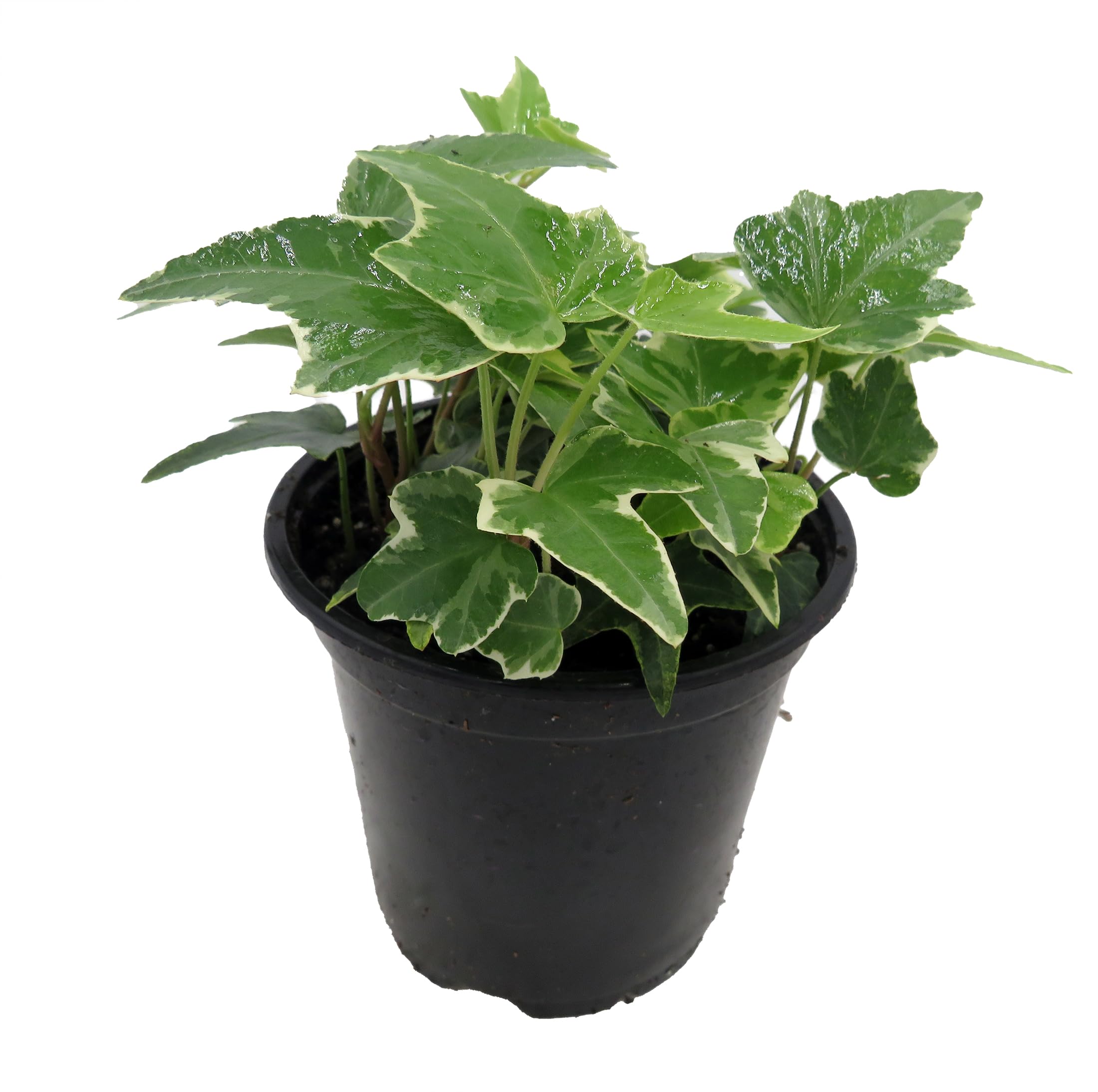 Amazon.com : Glacier English Ivy - Hedera - 4