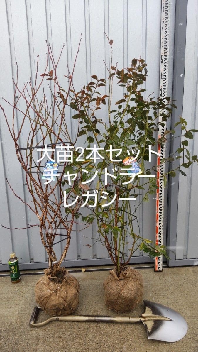ブルーベリー苗 チャンドラー&レガシー大苗2本セット 果樹園「花育通販 ブルーベリー苗 チャンドラー&レガシー大苗2本セット 果樹園「花育通販
