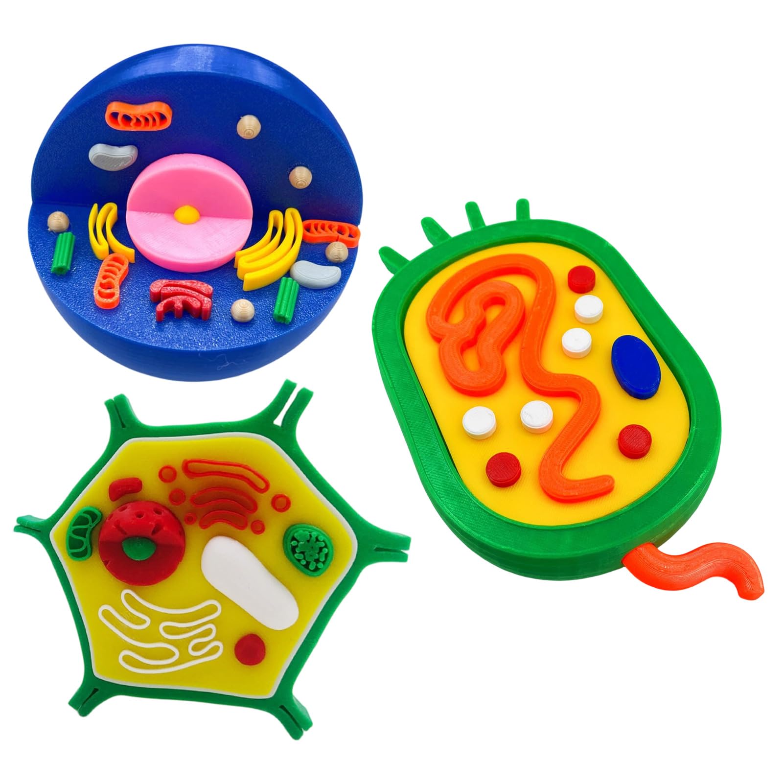Maxtonser Animal and Plant Cell Anatomy Model Anatomical Animal Plant Cell Model Biology Class Teaching Tool