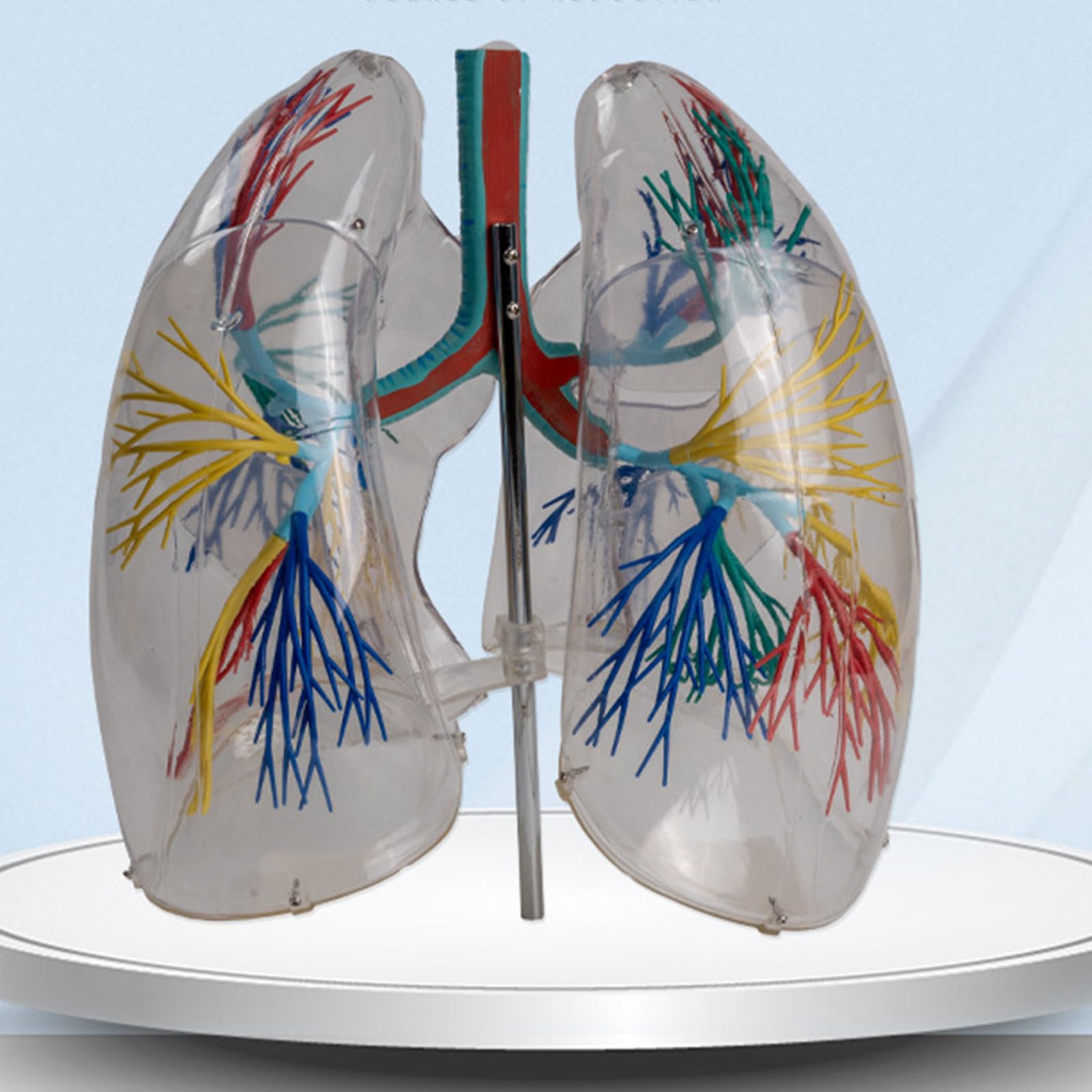 Xiaoxu Modèle Anatomique Transparent de poumons Humains ; Segments respiratoires et pulmonaires ; Anatomie pour l’enseignement médical ; système respiratoire