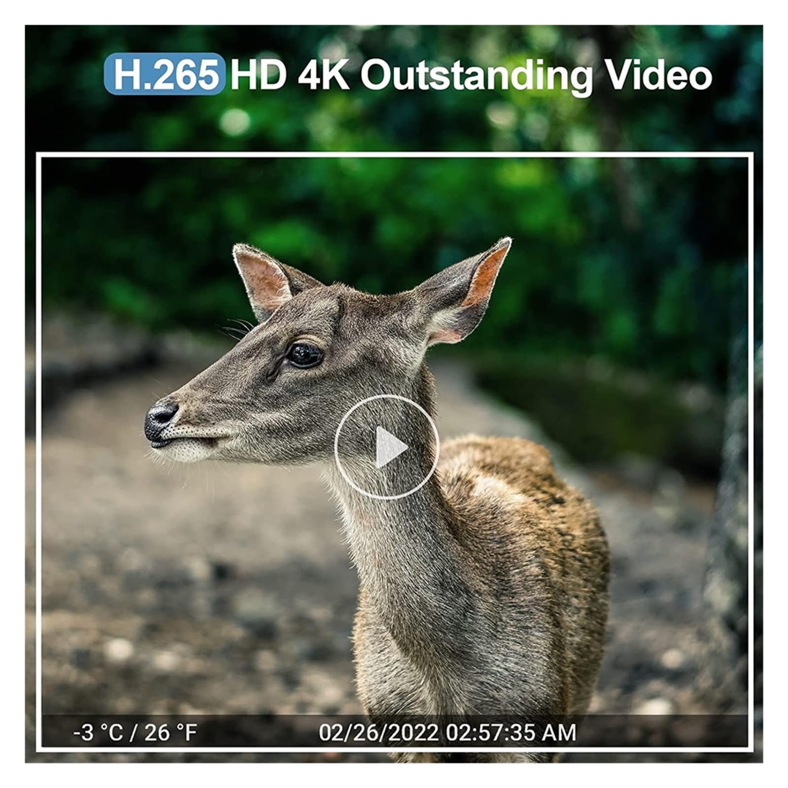 Kamera leśna, Kamera Obserwacyjna 4K 36MP Pokaz Wideo Na Żywo Kontrola Aplikacji Wi-Fi Do Gier Brak Świecącej Nocy 940NM Wizja Dla Kamery Wildlife Trap