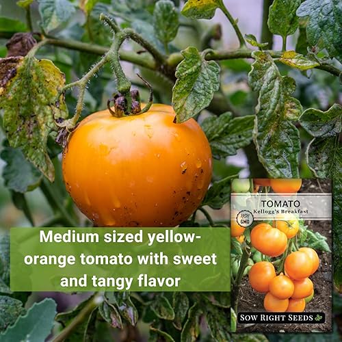 Miniatura 3 de Sow Right Seeds - Semilla de tomate Kellogg's Breakfast para plantar - Paquete de reliquia sin OMG con instrucciones para plantar un jardín de