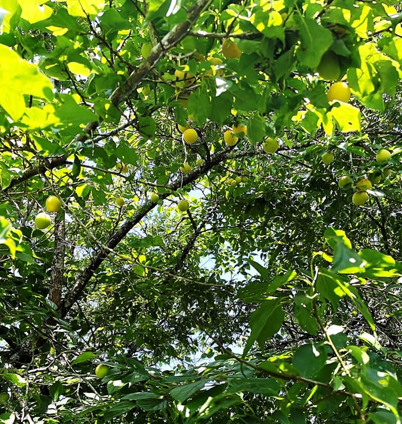 Amazon.co.jp: 【朝採り 青梅】【宮城県東松島産】 天然 無農薬 堤の里