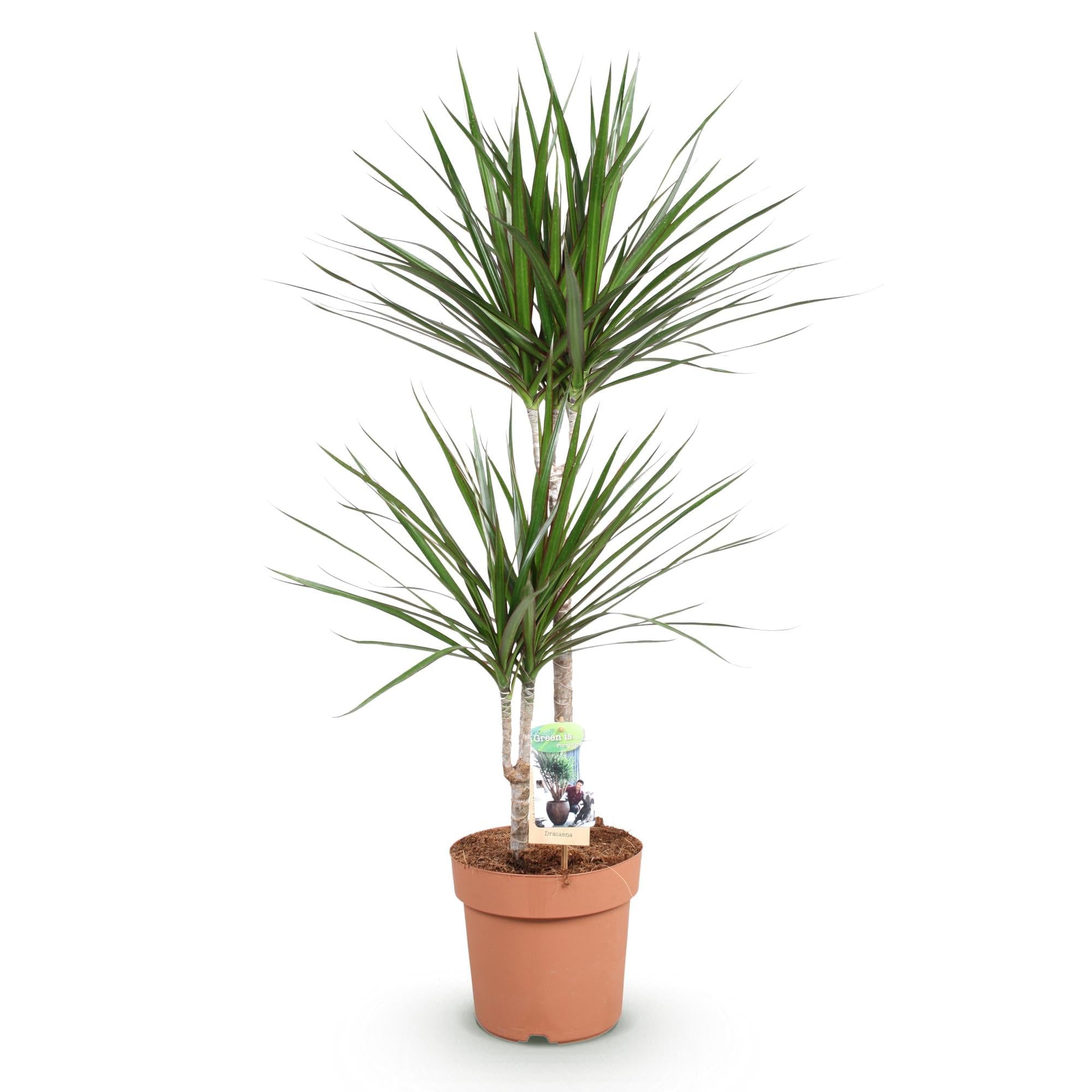 Dracaena Marginata – Drachenbaum – 21cm – Höhe 90-100cm – Pflegeleichte grün – rote Zimmerpflanze für moderne Wohnräume und Bürobereiche