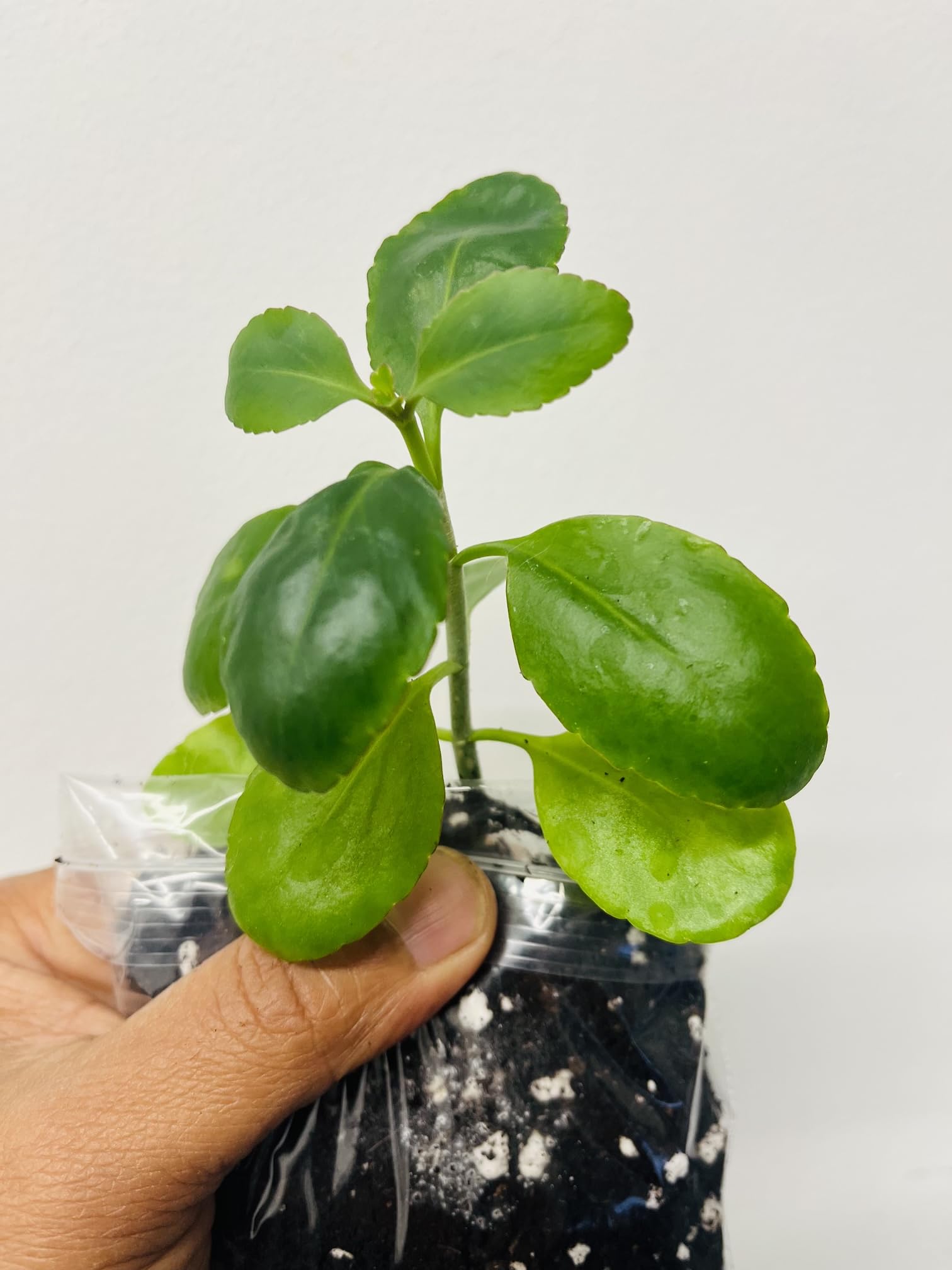Plants Paradise Leaf of Life, patharkuchi, kalanchoe pinnata Healthy one Plant from UK