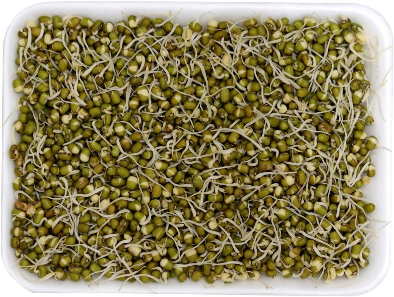 Lulu Beans Sprout 250gm Approx.