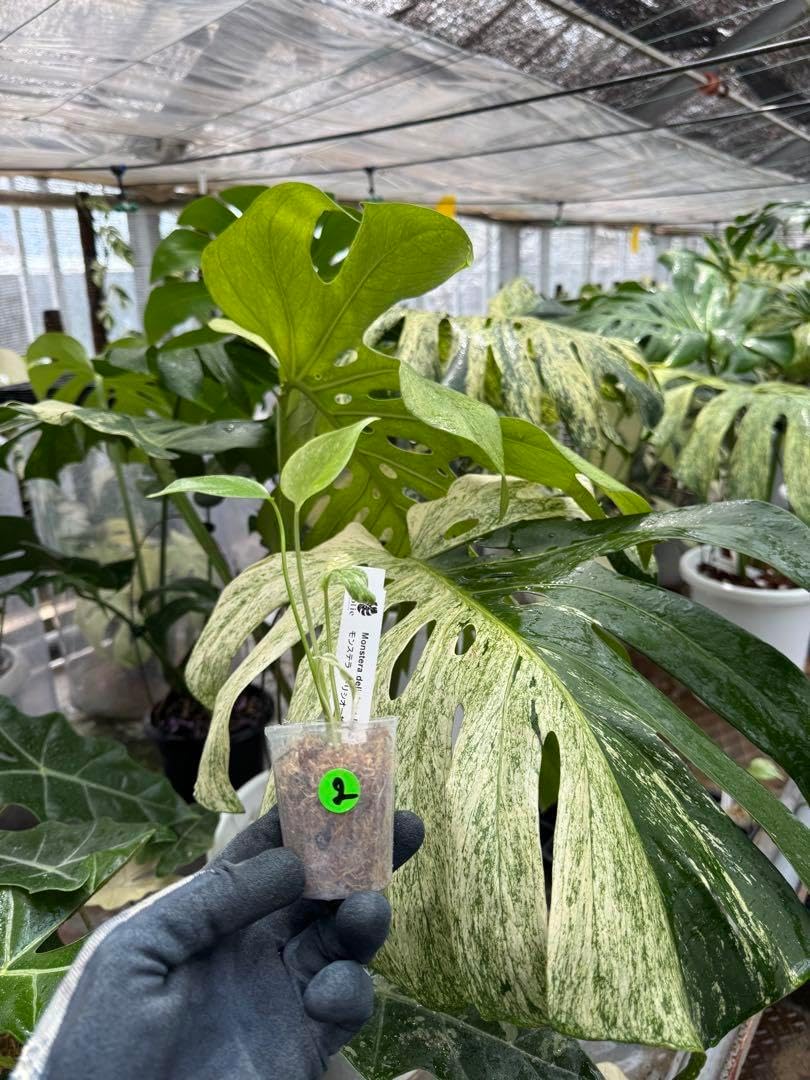 2 モンステラ デリシオーサ ミント 組織培養苗 順化済み ネコポス発送 2 モンステラ デリシオーサ ミント 組織培養苗 順化済み ネコポス発送