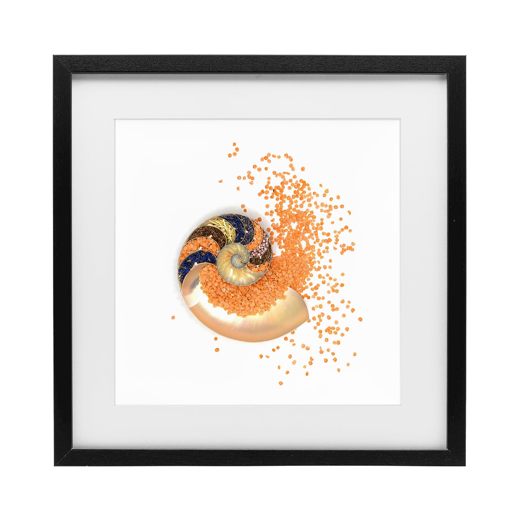Stupell Industries Midnight Black (Textured) Nautical Spiral Shell Coastal, 16 X 16 Inch Framed Print Under Glass