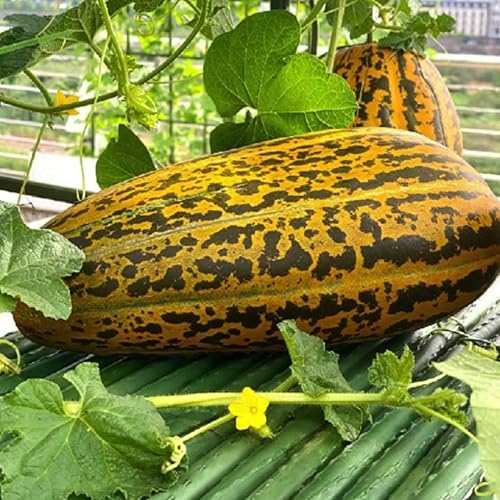Miniatura 2 de Paquete de 2 x 150 semillas – Semillas de melón de almizcle tailandés – Sweet Vietnam Dua Gang, Dua Bo para plantar almizcle melón tailandés largo |