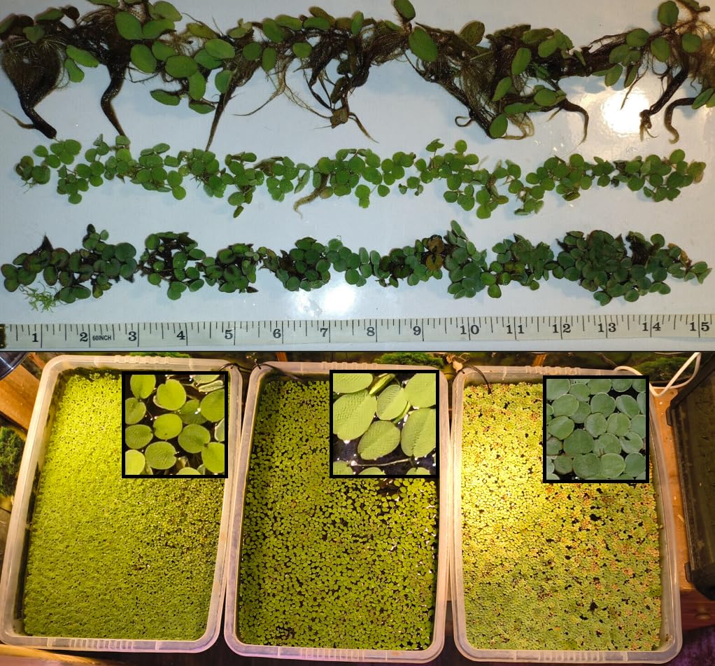 50 inches of 3* Salvinia Species - Oblongifolia/Cucullata/Minima!