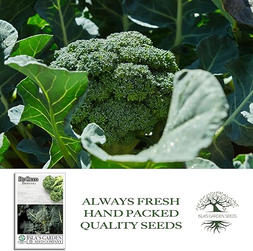 Miniatura 4 de De Cicco - Semillas de brócoli (Brassica oleracea), más de 300 semillas sin OMG y reliquias de Isla's Garden Seeds, reliquia italiana para cosechas