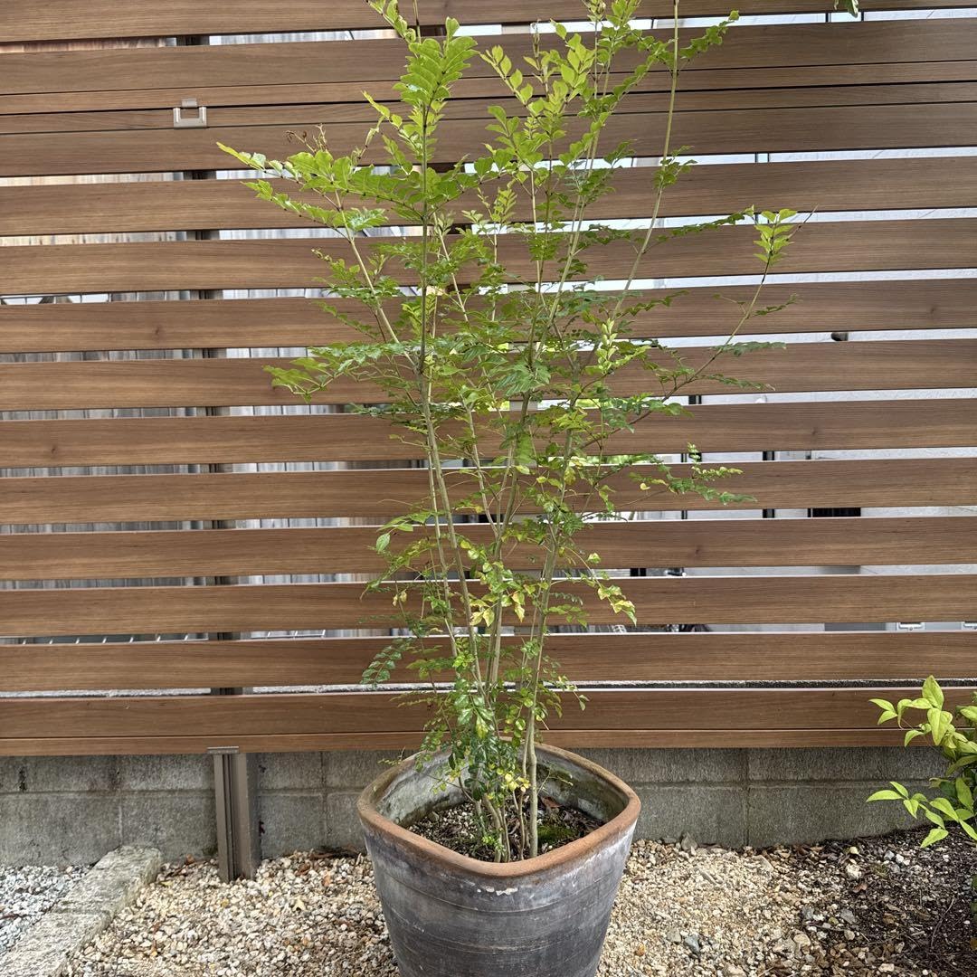 シマトネリコ　大型 Amazon｜【シンボルツリー】 シマトネリコ 大型サイズ 庭木 観葉植物