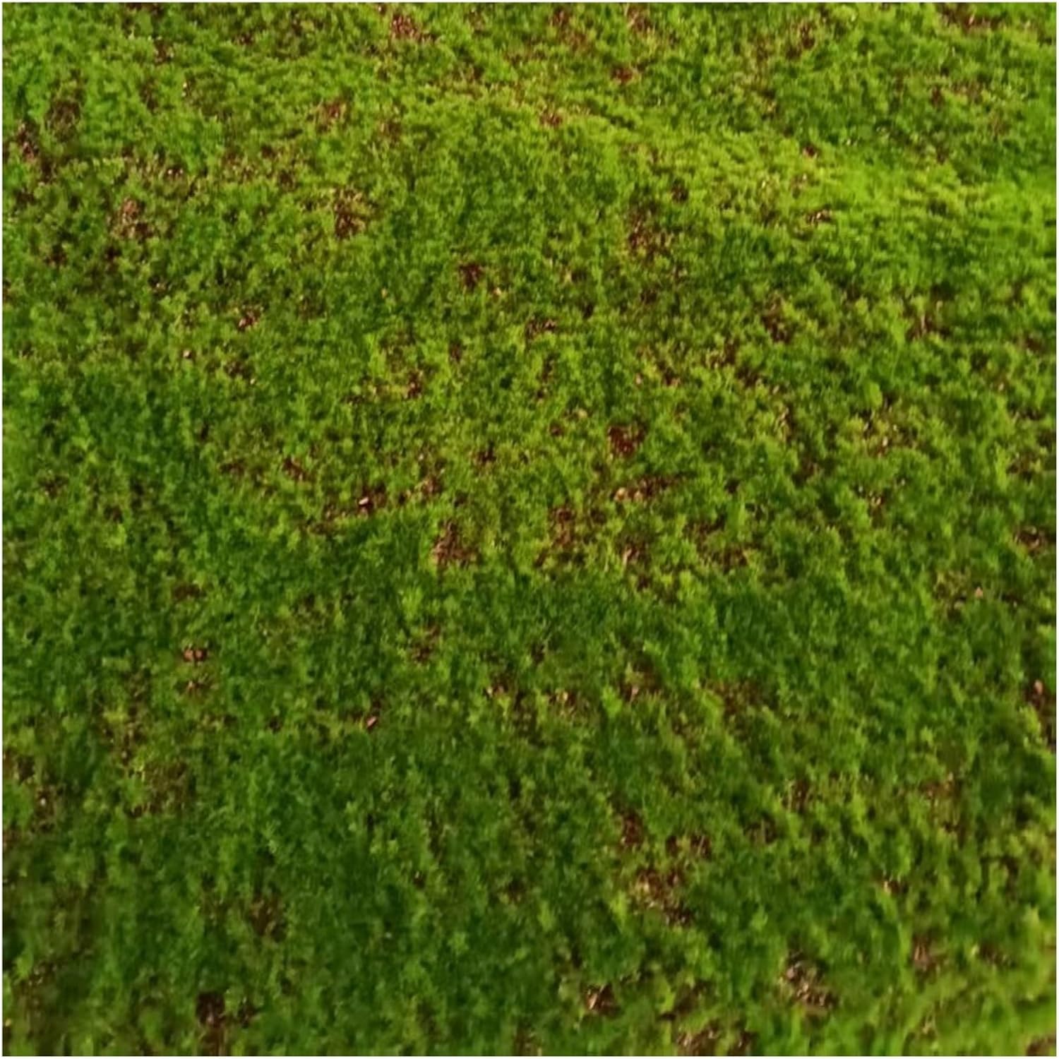 Fake Green Moss for Crafts Ecorative Artificial Decorative Artificial Indoor DIY Decorating Accessories Outdoor Plants Indoor Crafts Model Making,