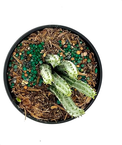 Miniatura 3 de ragnaroc Suculentas vivas  Senecio Stapeliiformis en maceta de 4 pulgadas, 1 unidad, llegada en vivo garantizada, suculentas en maceta, plantas de