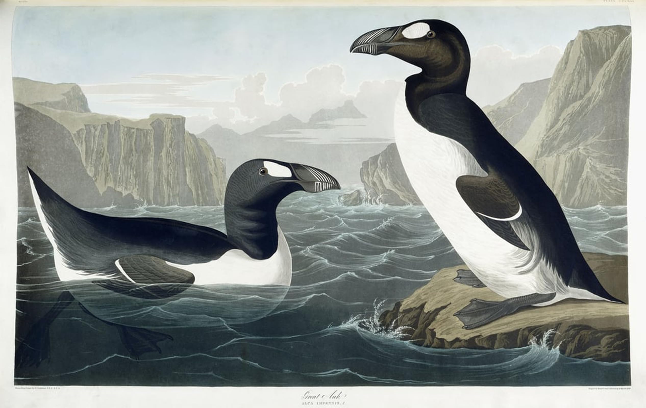 ARTXLXXBN Famous Painting Art Wall Decor Abstract Art Picture Great Auk by John Jamess Audubon Animal Pictures for Home Decor 60x90cm