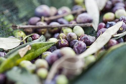 Vista 28 de KORRES Gel de ducha de aceite de oliva para piel seca, limpiador corporal hidratante hecho con aceite de oliva griego puro, jabón de baño hidratante