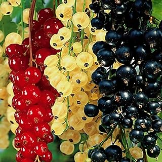 1 Live Currant Bush Plant Fast Growing, Ready Bear Fruit Within 1 Year -...